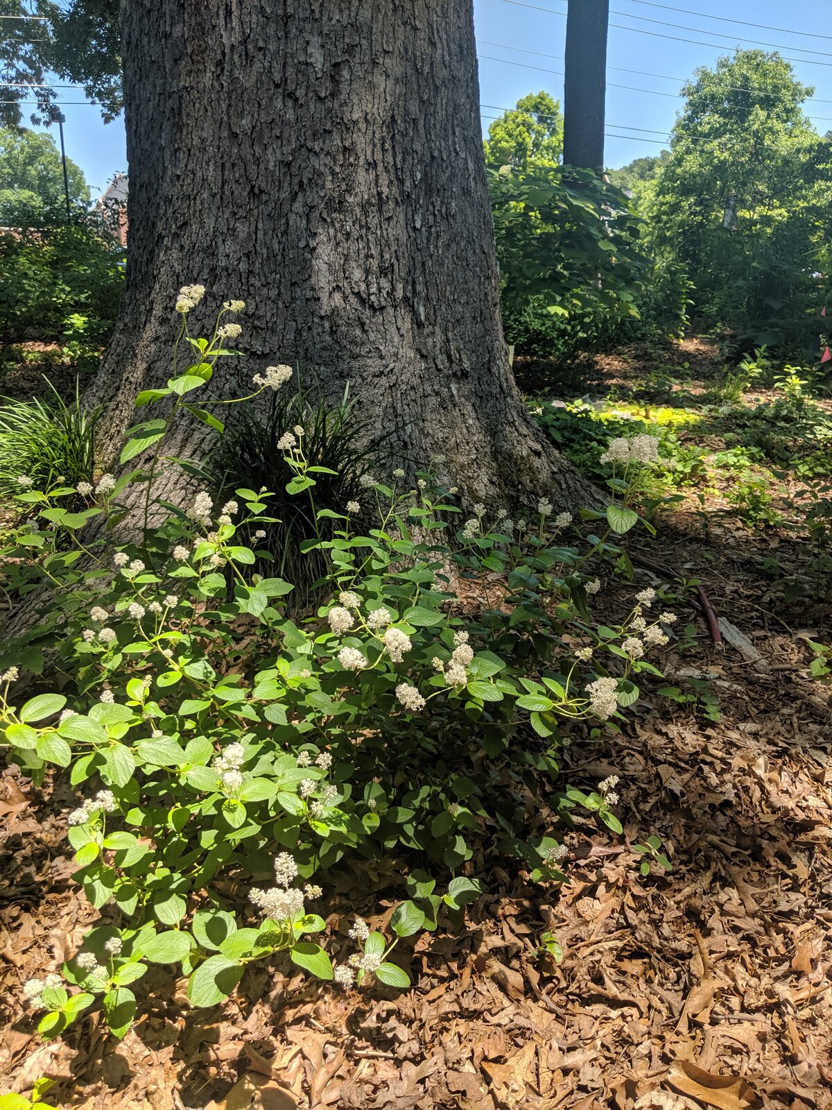 waldorf herb and tree