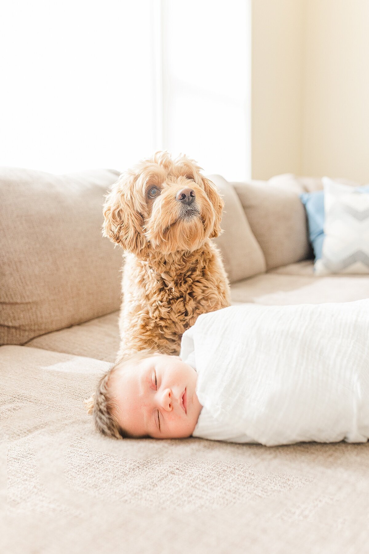 dog sits with baby during in home newborn photo session with Sara Sniderman Photography  in Natick Massachusetts