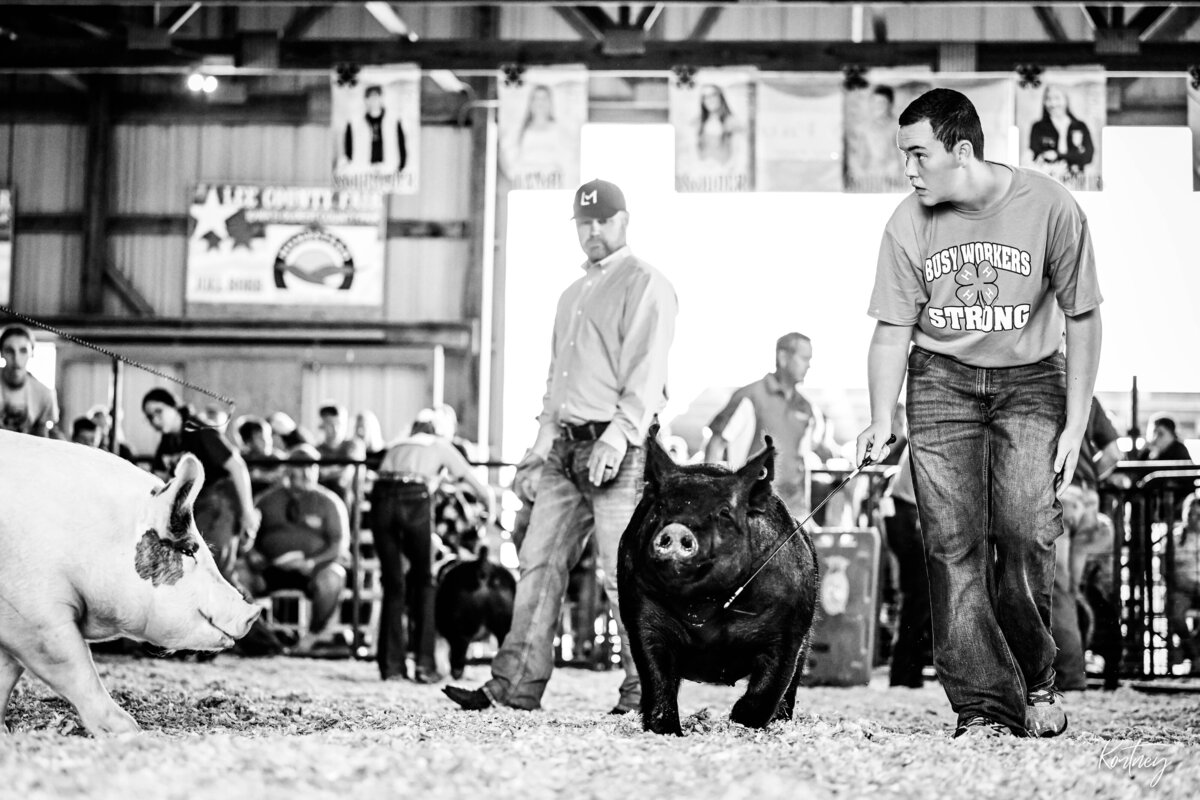 boy driving hog during show