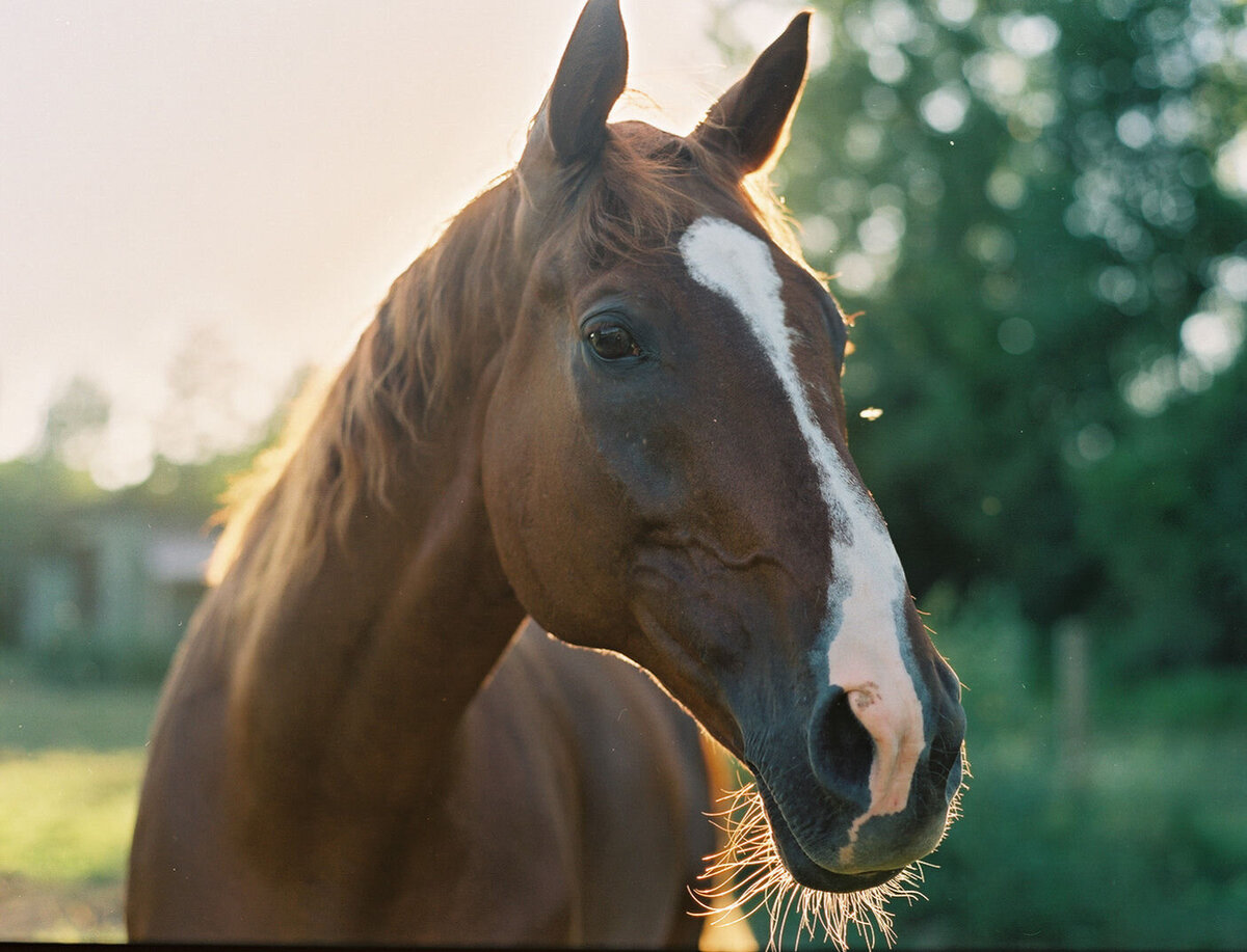 Saratoga-horse-photographer-358