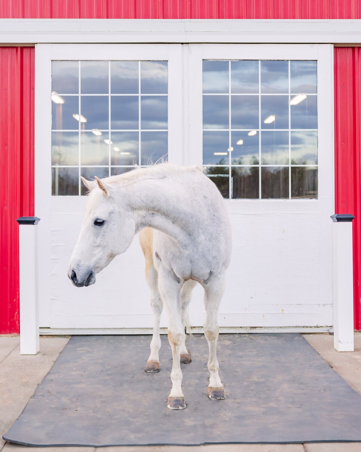 Equine Photographer in Richmond, Virginia