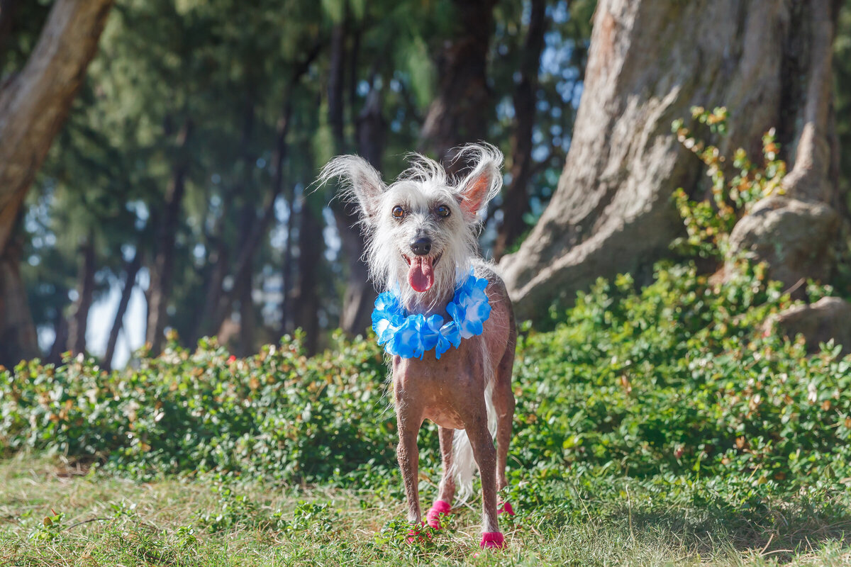 Hawaii Senior Dog Photography-55