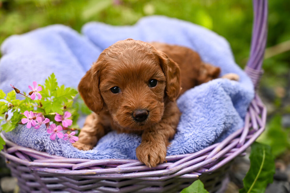 Heavenly Puppies to Love Cavapoo, Cockapoo, and Maltipoo Puppies Photo May 30 2024, 5 55 36 PM153