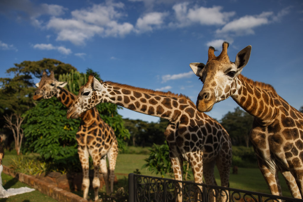 79Africa-Wedding-Lauren-Ashley-Studios