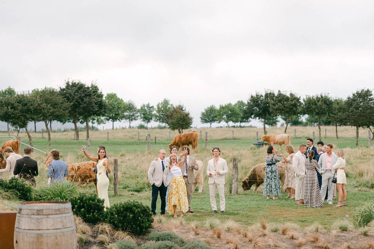 Wedding guests amongst cattle