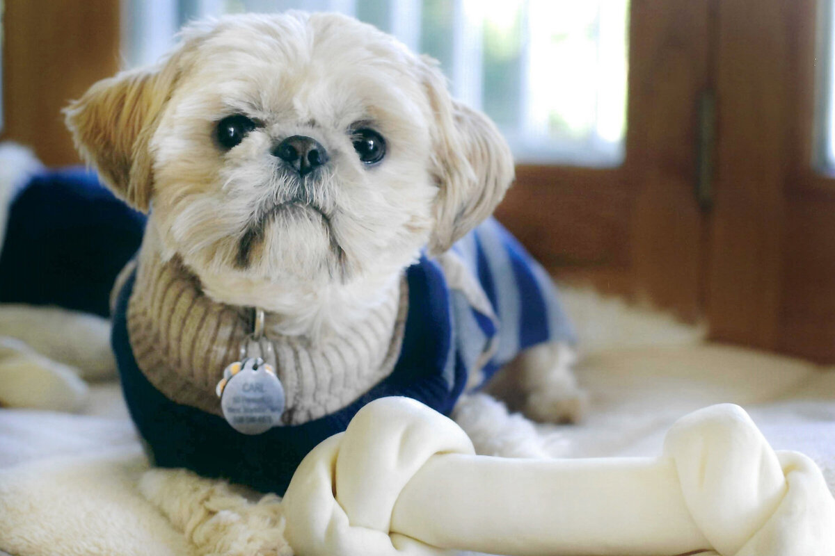 Carl-the-Shih-Tzu-with-funny-bone-Peaches-&-Teddy-Pet-Photography-Jax-Beach.jpg.