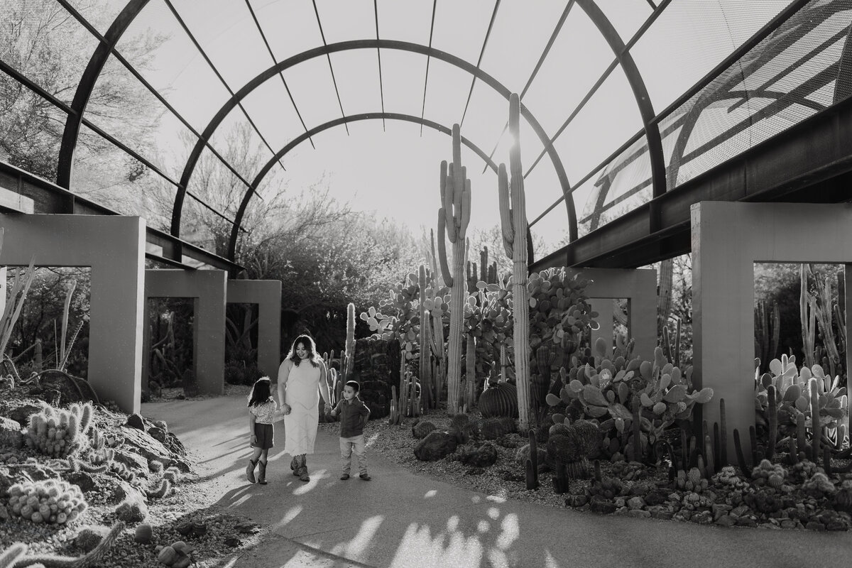 black and white photo of a family of three holding hands and walking towards the camera while surrounded by cacti at the arizona desert botanical gardens