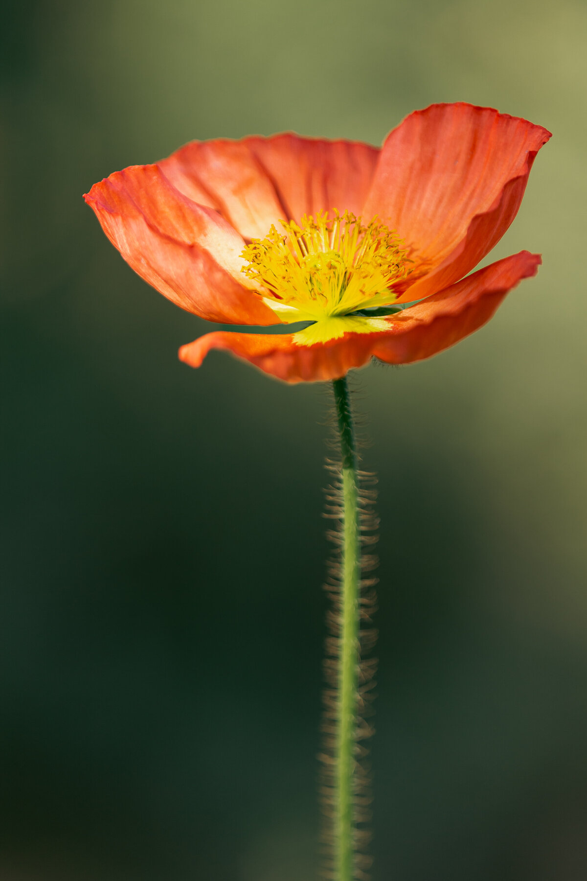 icelandic_poppy_3906