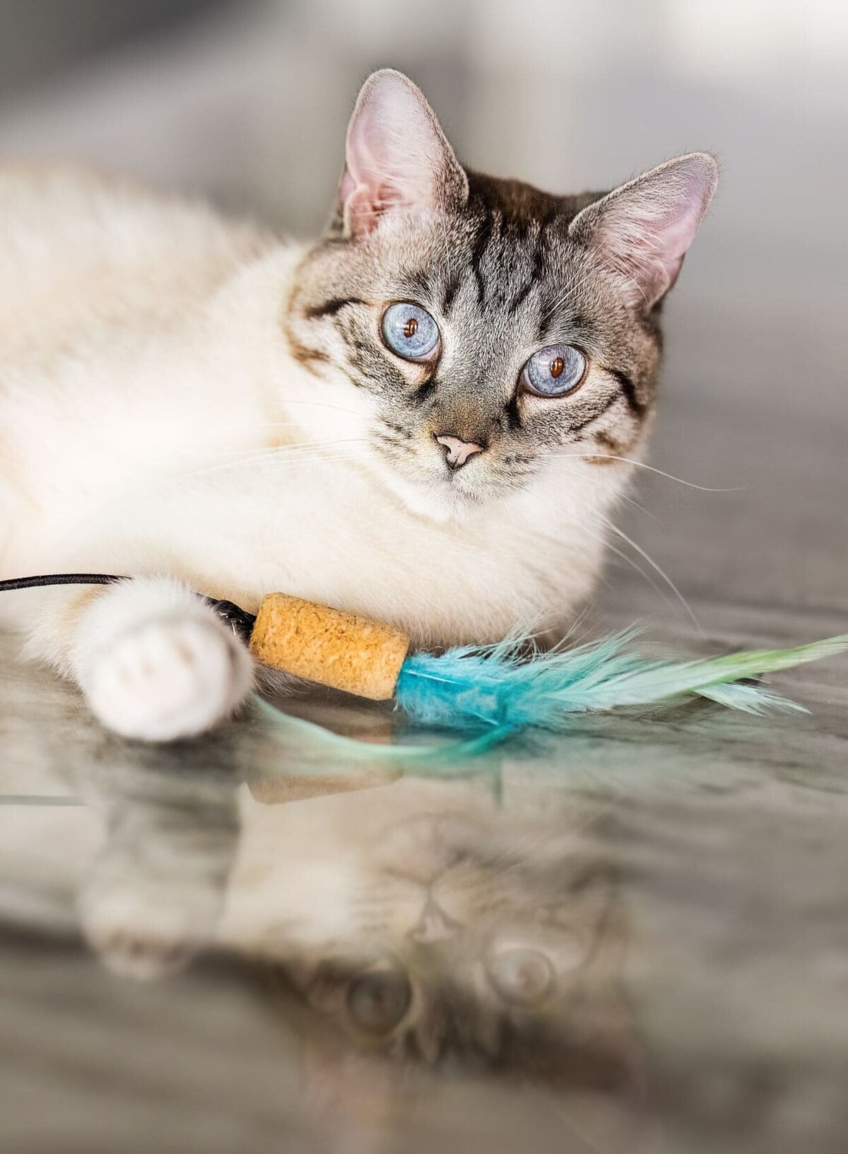 lilla-bordas-portraits-tampa-CAT-photographer1272