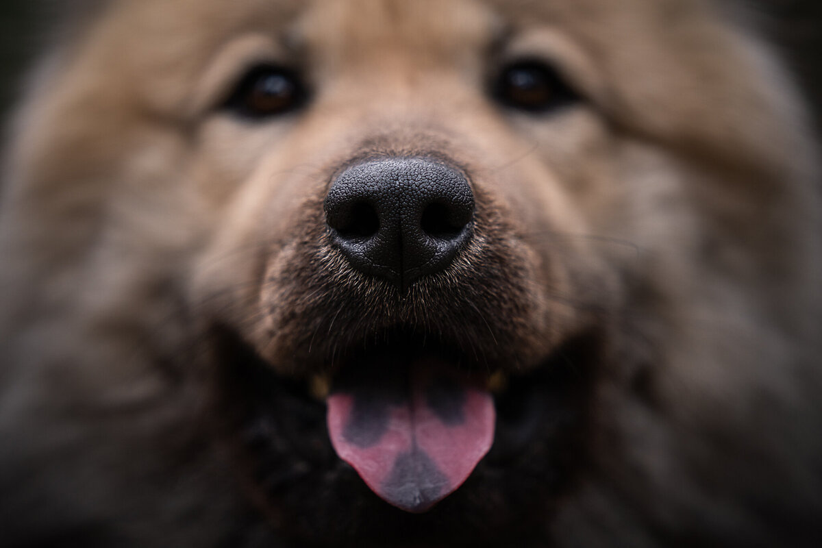 Labradoodle-CobyNiesFotografie-3