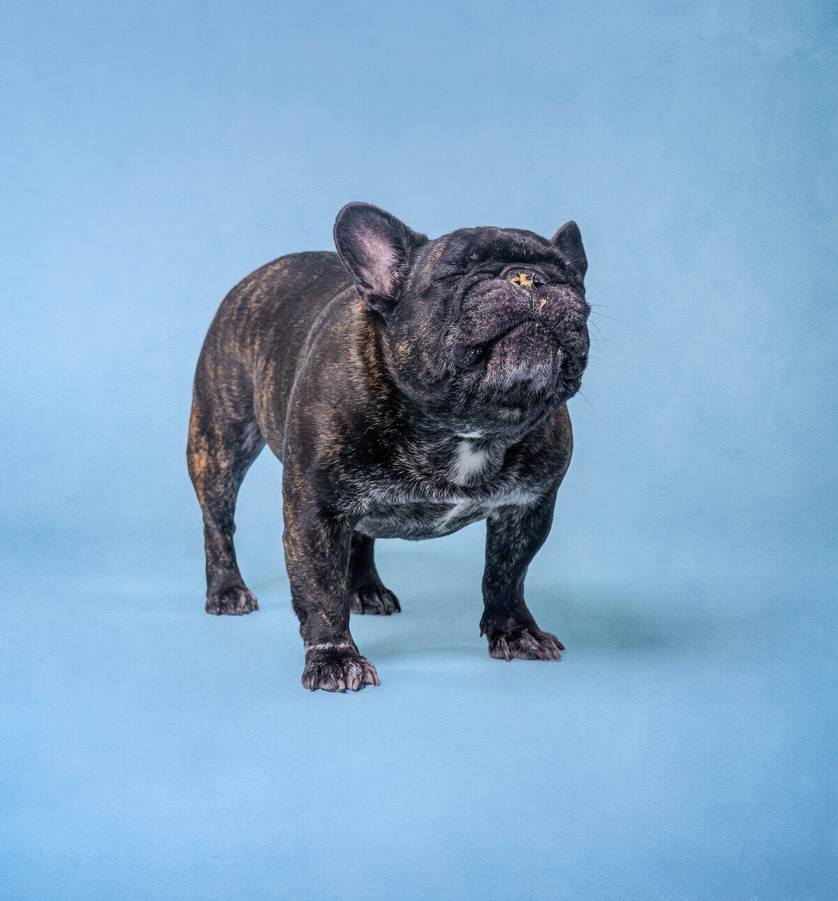 Pets-through-the-Lens-Photography-Vancouver—Lifestyle-Studio-Dog-Photography-Vancouver