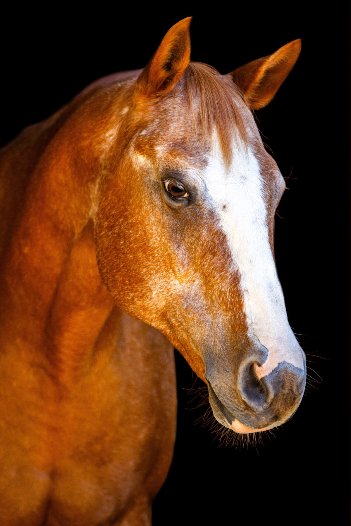 A photo of a chestnut horse's head during a black background photoshoot in Willow Spring, North Carolina.