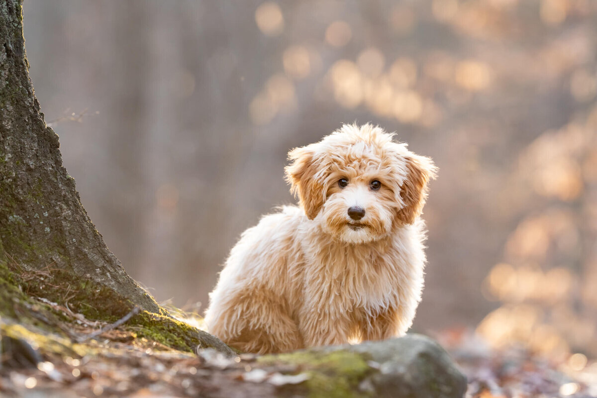 Golden Doodle puppy by a tree