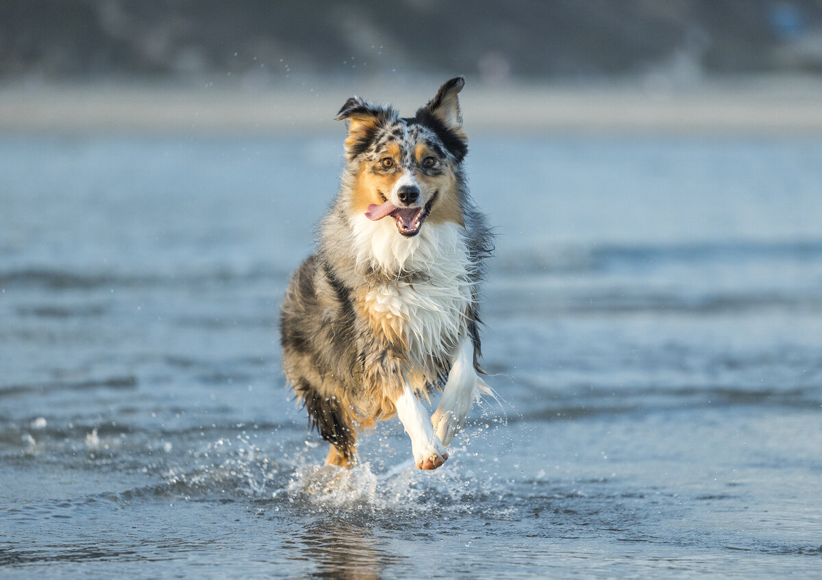 commercial pet photography 5 copy