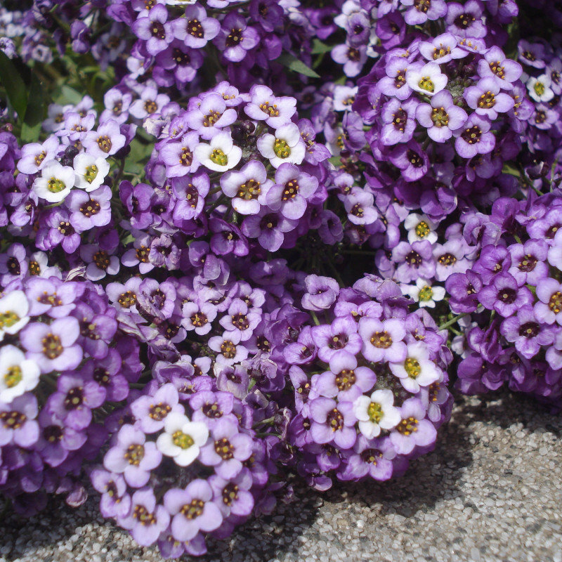 lobularia-primorska-fialova-alyssum-maritimum-semiacka-1-g