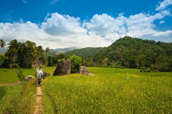 Polwathatha-rijstveld-Sri-Lanka