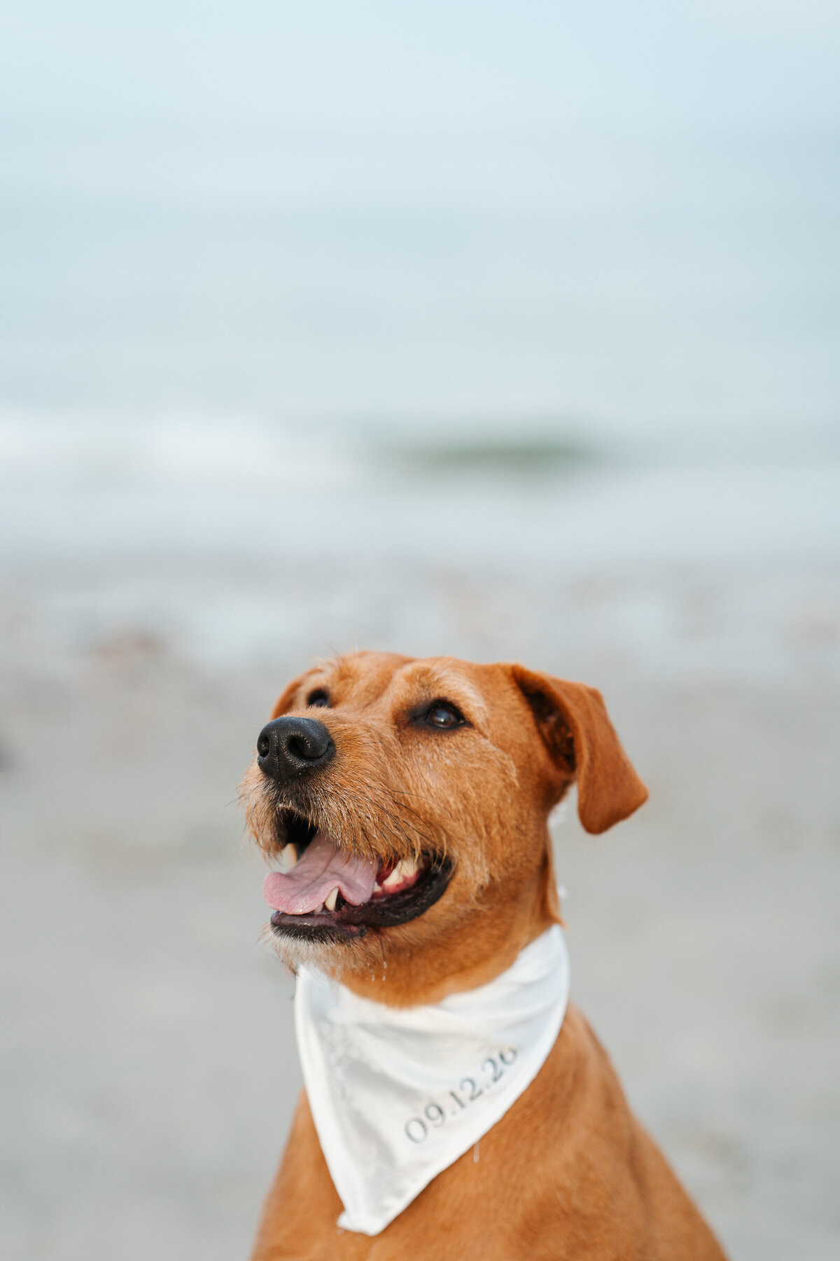 Romantic Duxbury Beach engagement portraits including playful shots with the couple’s dog