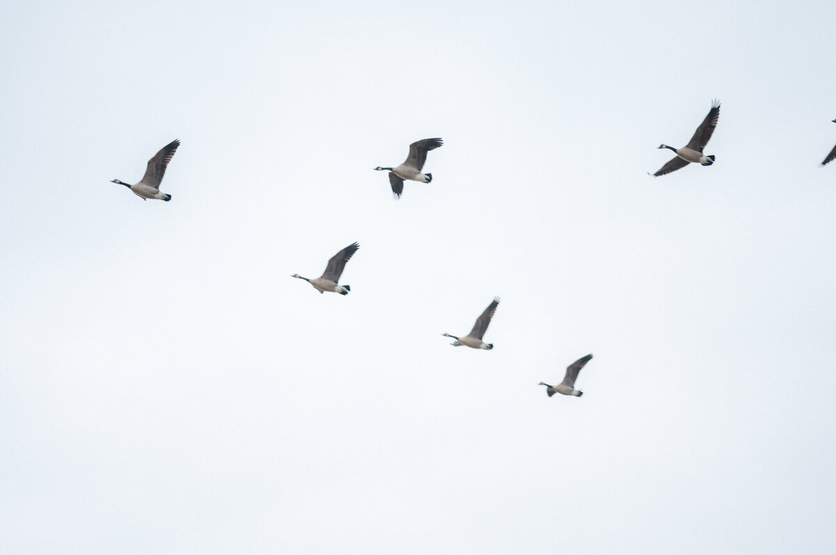 birds1