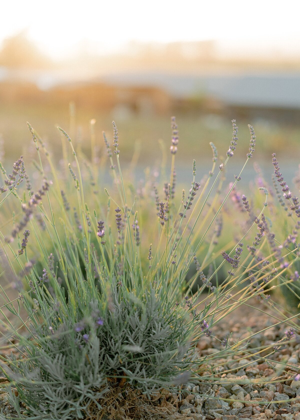 Stanly Ranch Napa Wedding_Brittney Vlad_Lauren Fair123