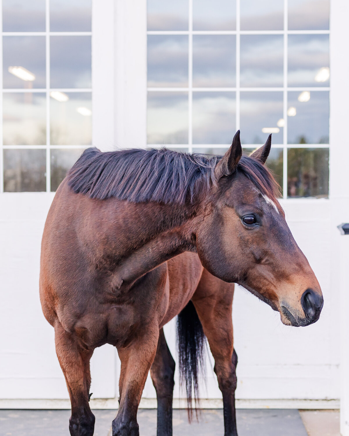 Equine Photographer in Richmond, Virginia