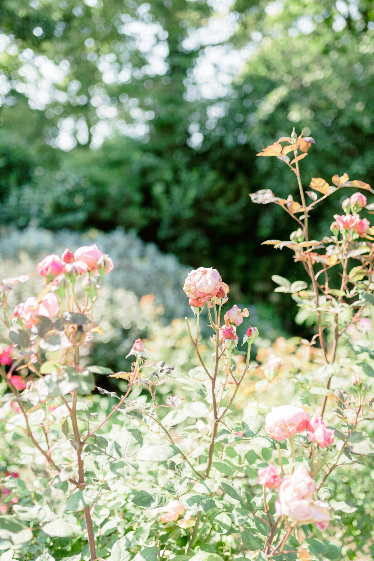 Elegant summer roses in private estate walled garden wedding North Berwick by scotland wedding photographer Jill Cherry Porter