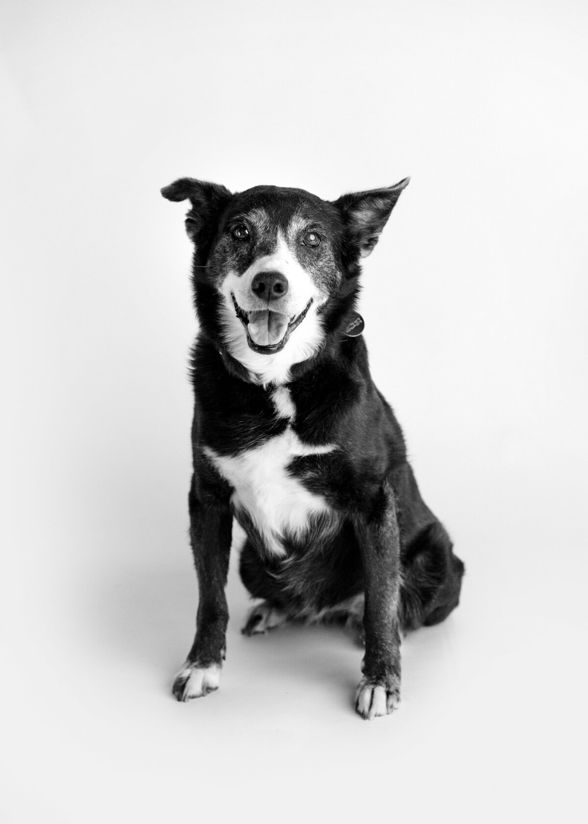 Calgary Pet Photographer - Dog Photographer (22)