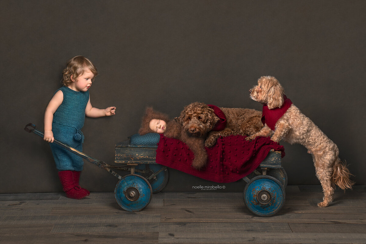 Boy pulling wagon with newborn baby brother and two dogs.