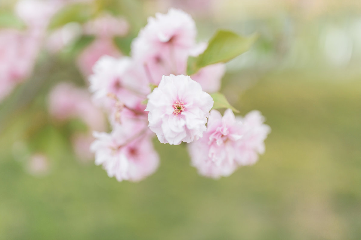 Spring Lake Cherry Blossom Engagement Photographer