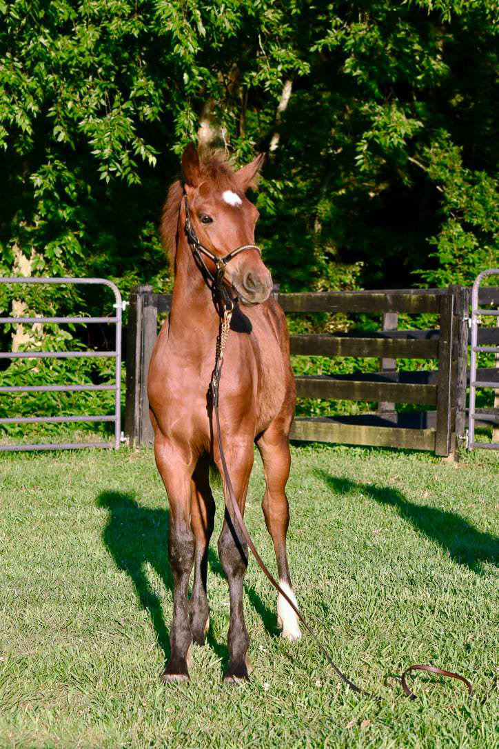 Purebred Connemara Pony Colt Standing Face Front