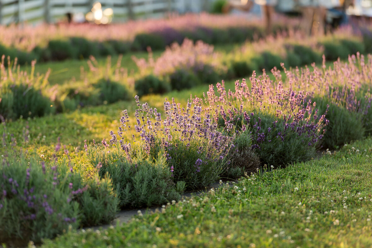Ottawa event photos  showing the rows of lavender fields at Soiree in the Field.  Captured by JEMMAN Photography COMMERCIAL