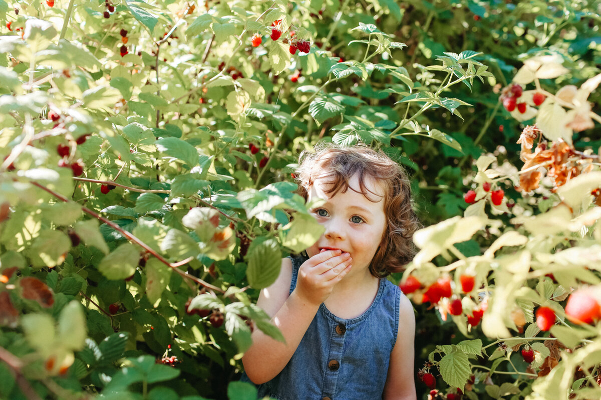Bobby-Dazzler-family-photographer-girl-eating-raspberries-in-garden