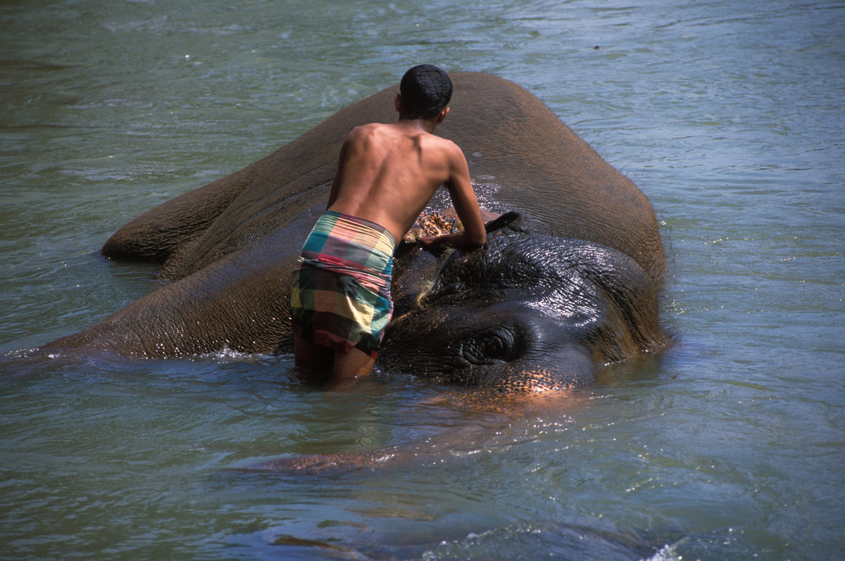 Bath Time - Pinnewala - Sri Lanka 30-1