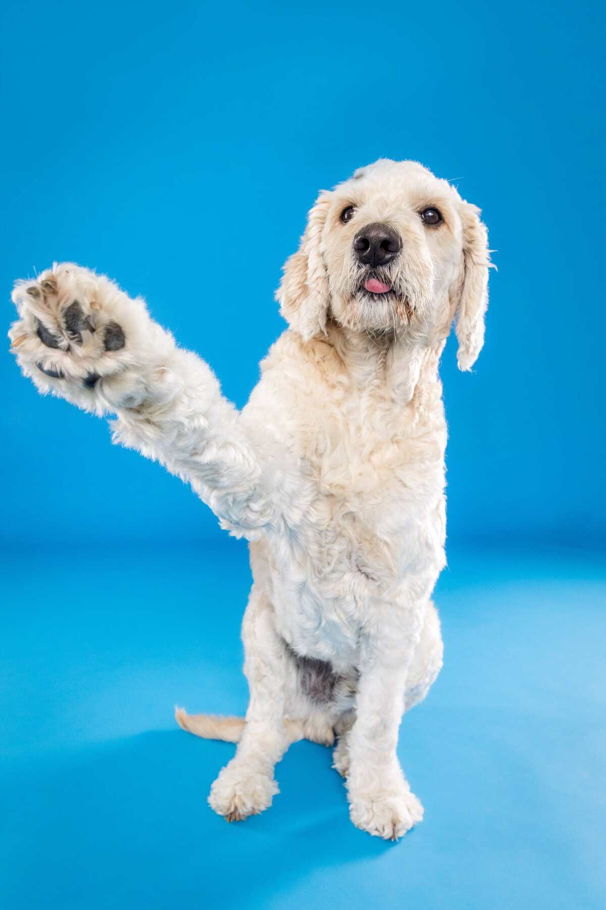The Beloved Pup Photo Studio Portfolio - Birmingham, Alabama Dog & Pet Photographer 7