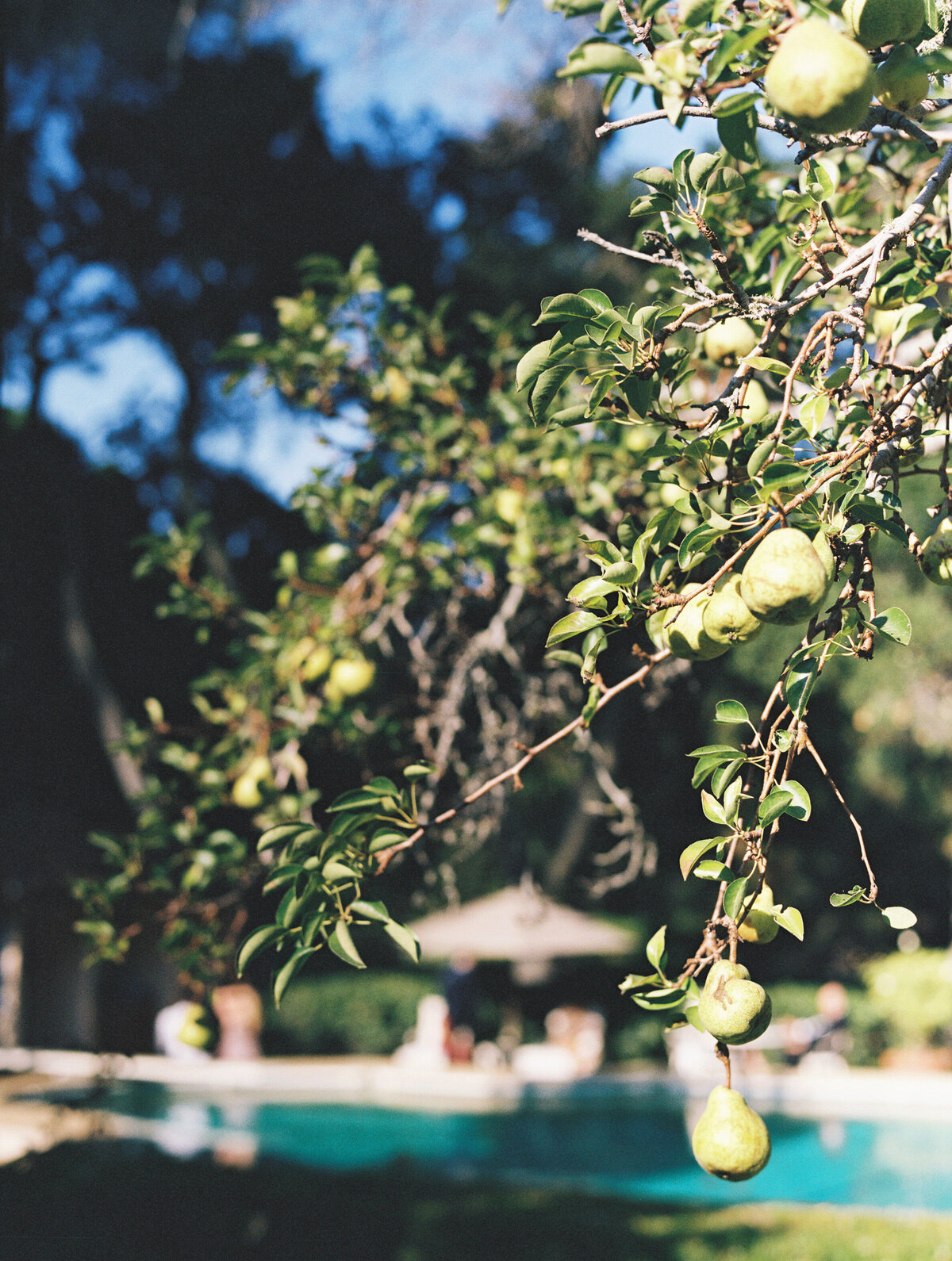 BreJanePhotography-Steph-Will-Wedding-StonePineEstate451