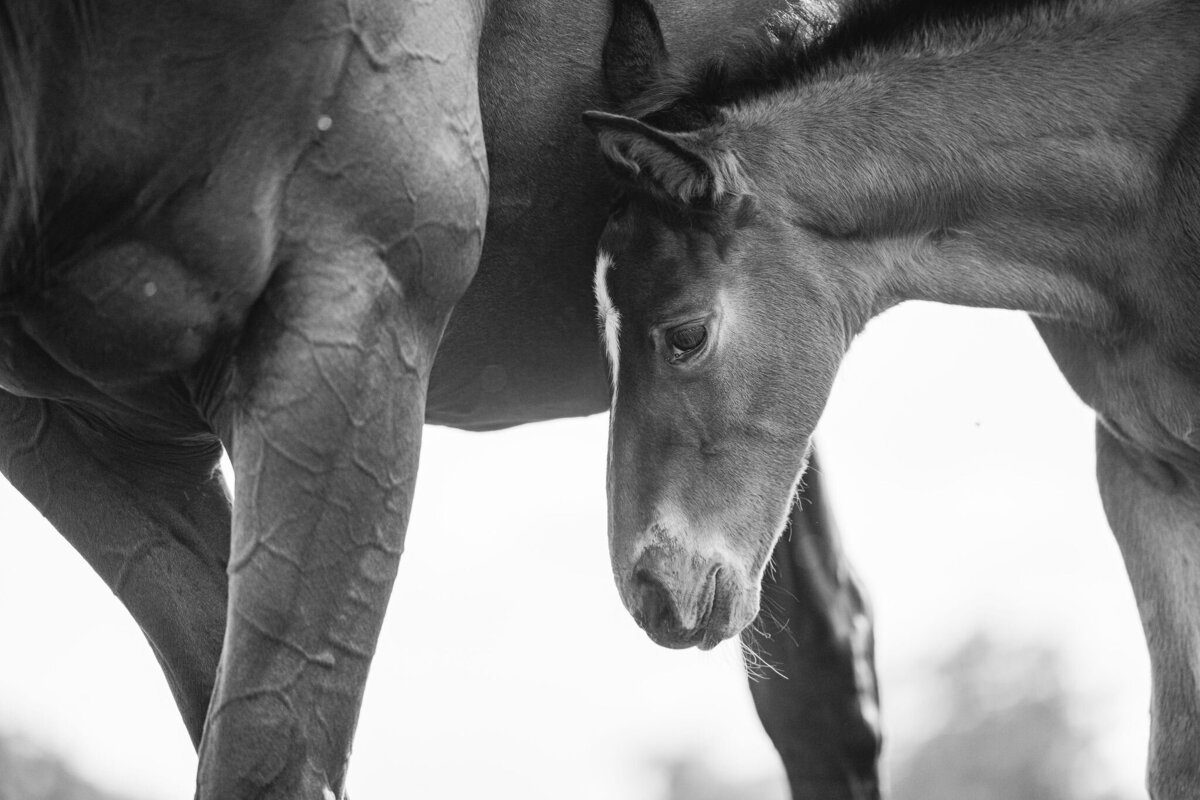 Saratoga-horse-photographer-375
