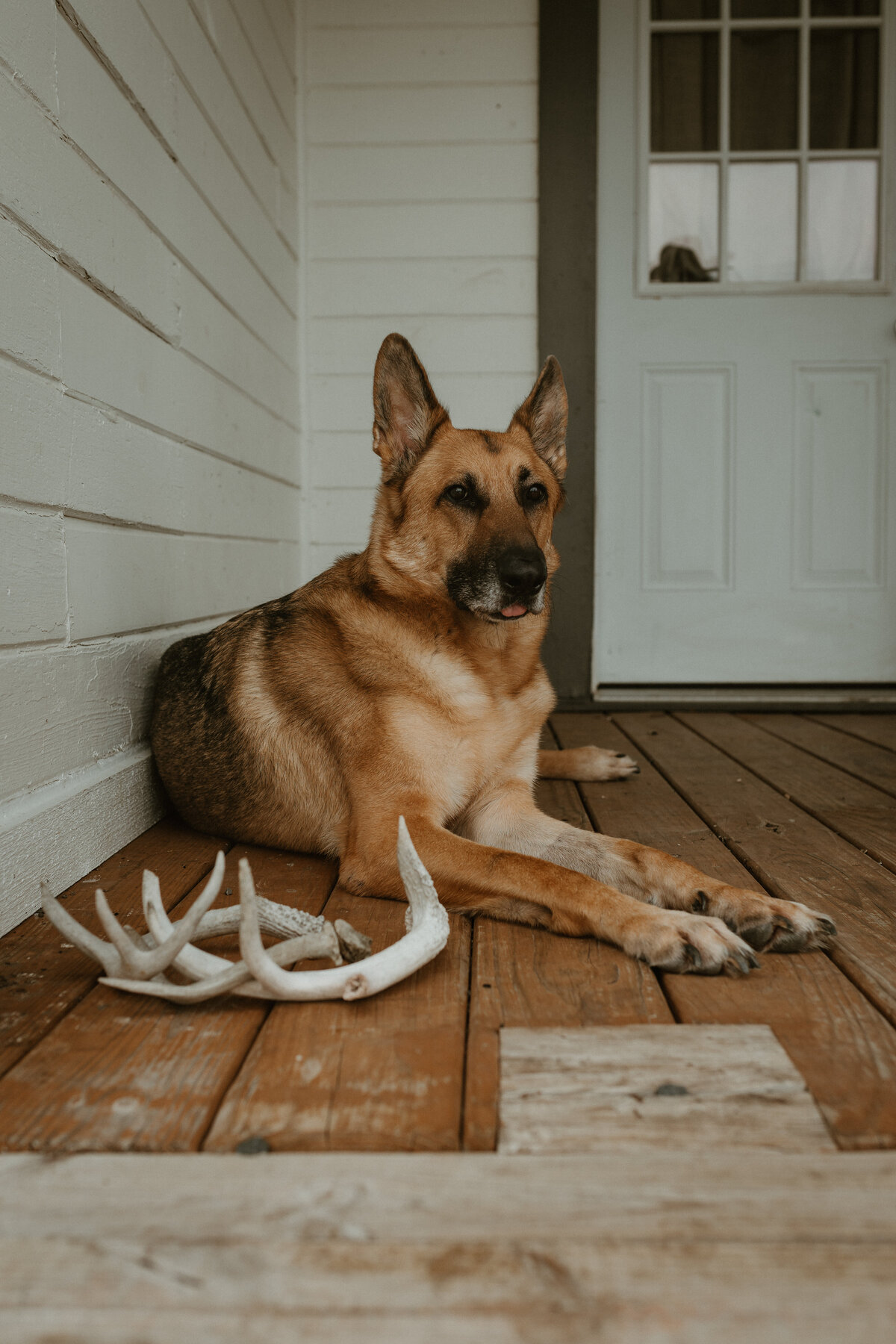 Georgetown Pet Photographer