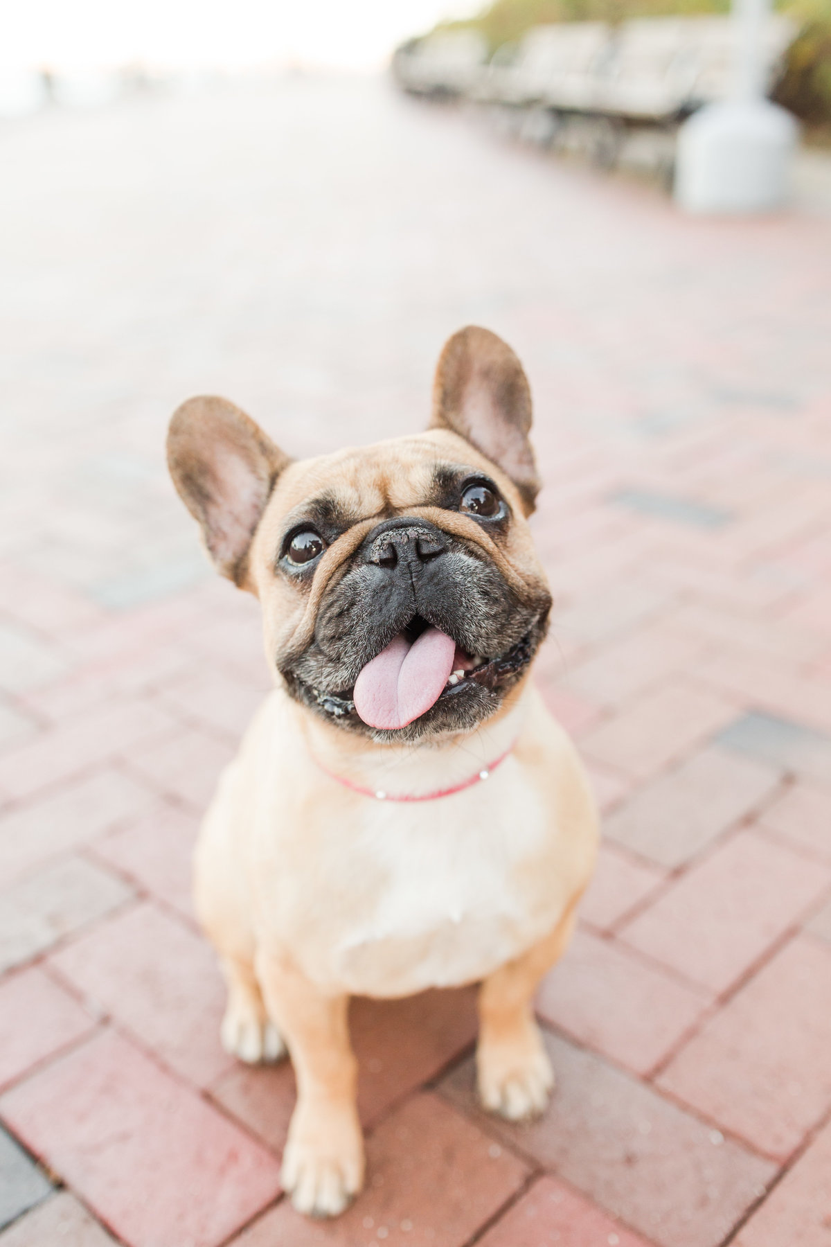 French Bulldog with tongue sticking out