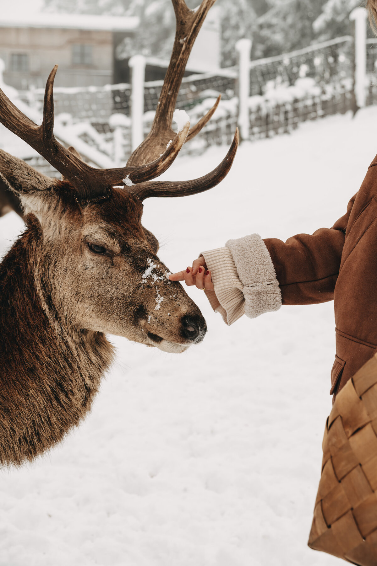 tiere-jufenalm-wildgehege-winter7