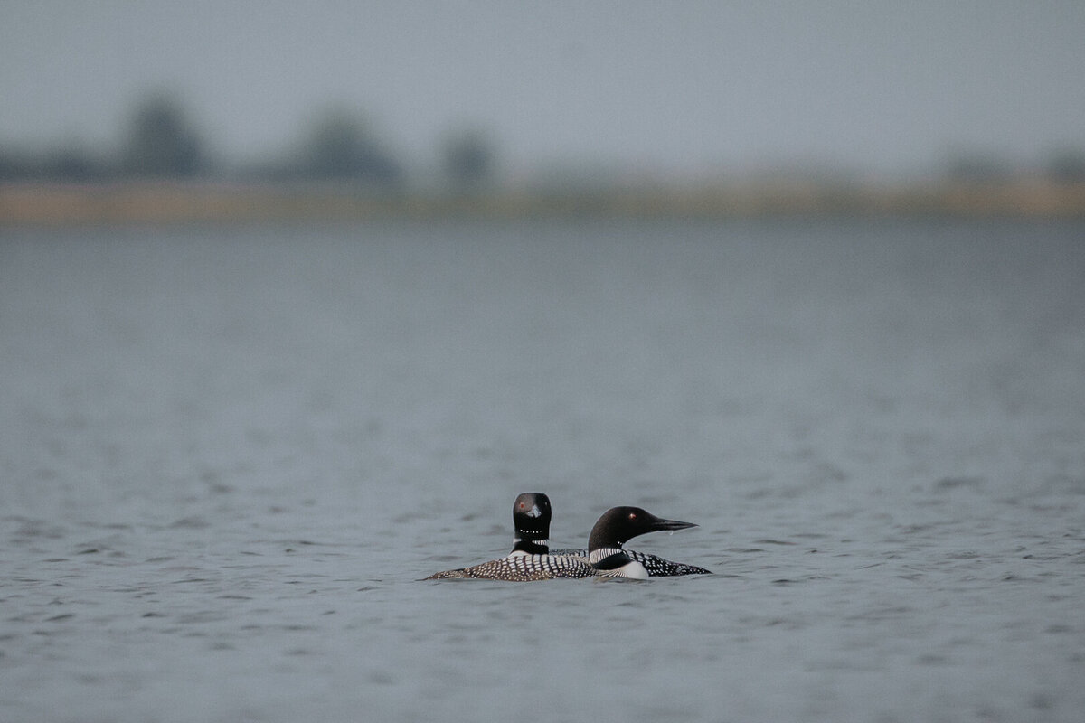 EDP Wildlife-230609-033
