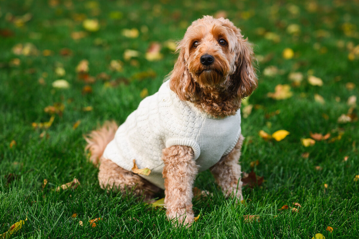 A cute dog wearing a white sweater, sitting on green grass with autumn leaves scattered around