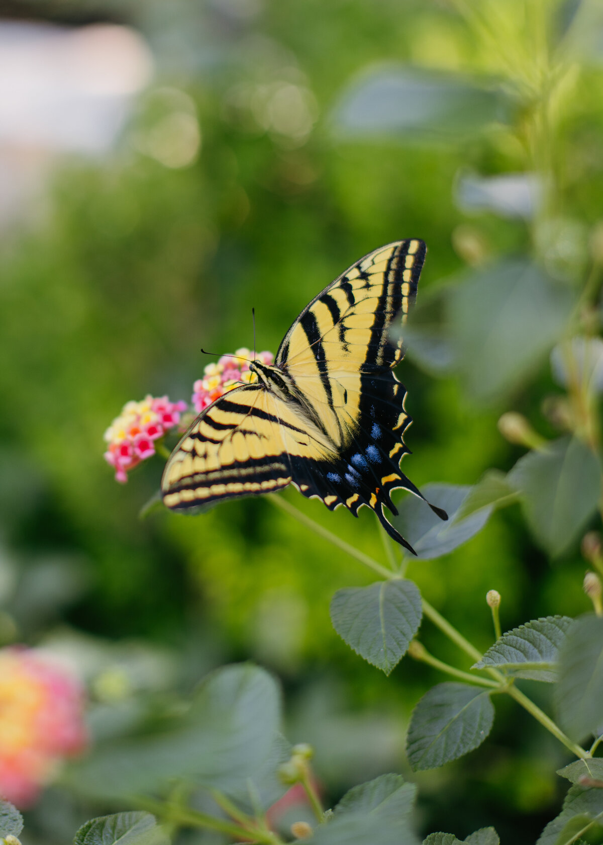 20251003_Wedding_TheSteens_Details-10