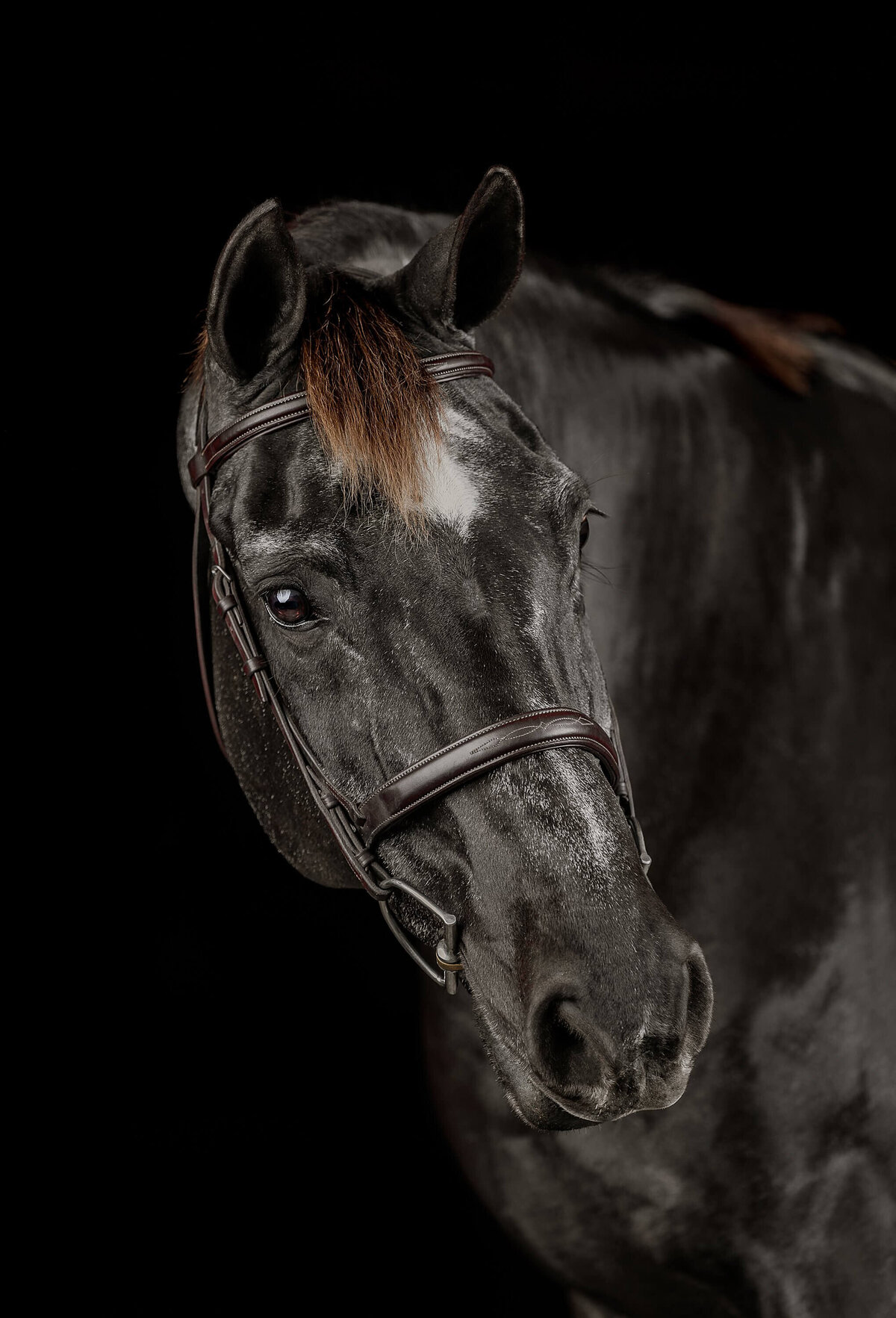 black-background-horse-pictures