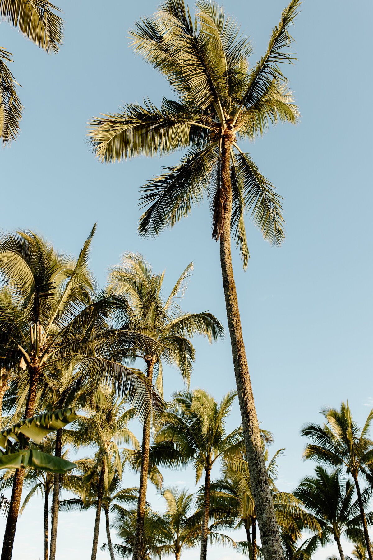 kauai-palm-trees-2