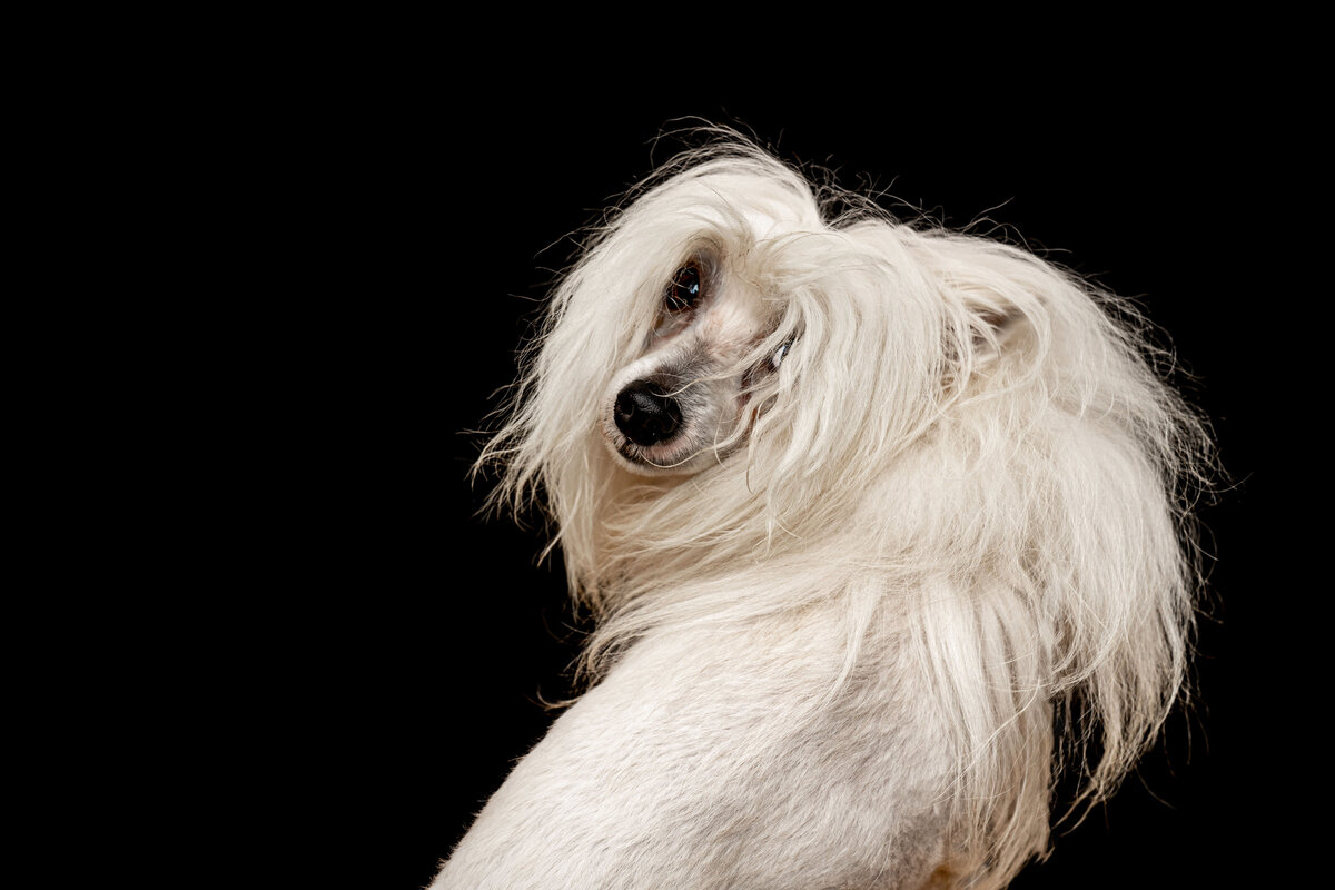 Dallas-dog-photography-studio-chinese-crested