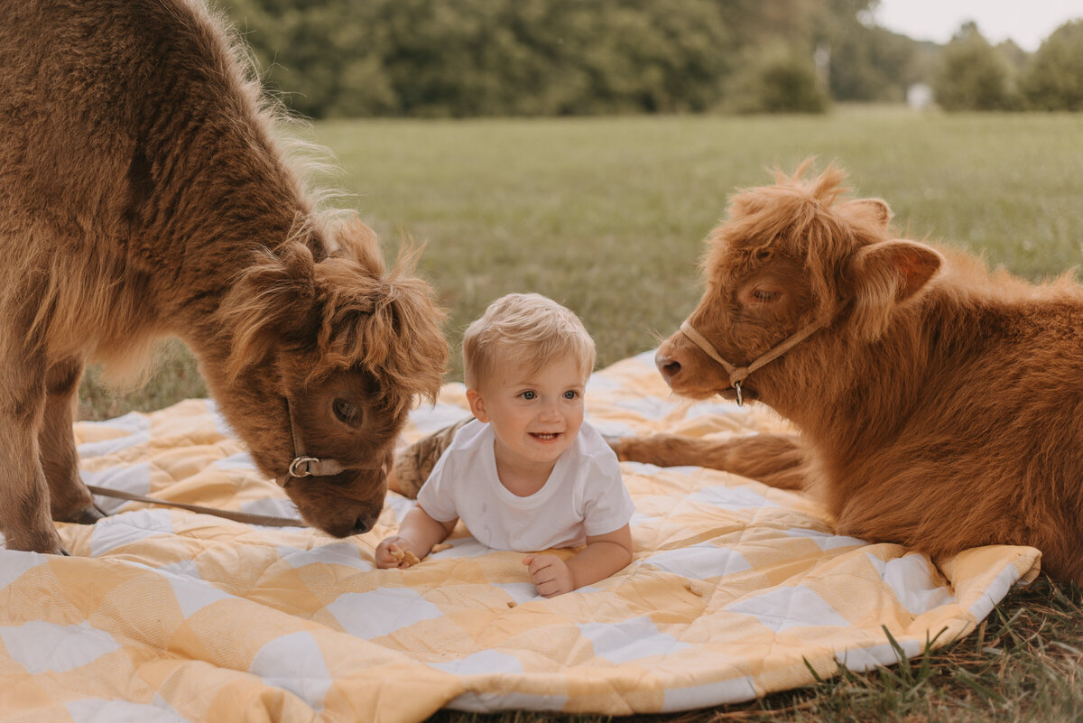 highland cows