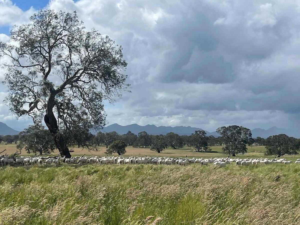 Merino Premium wool