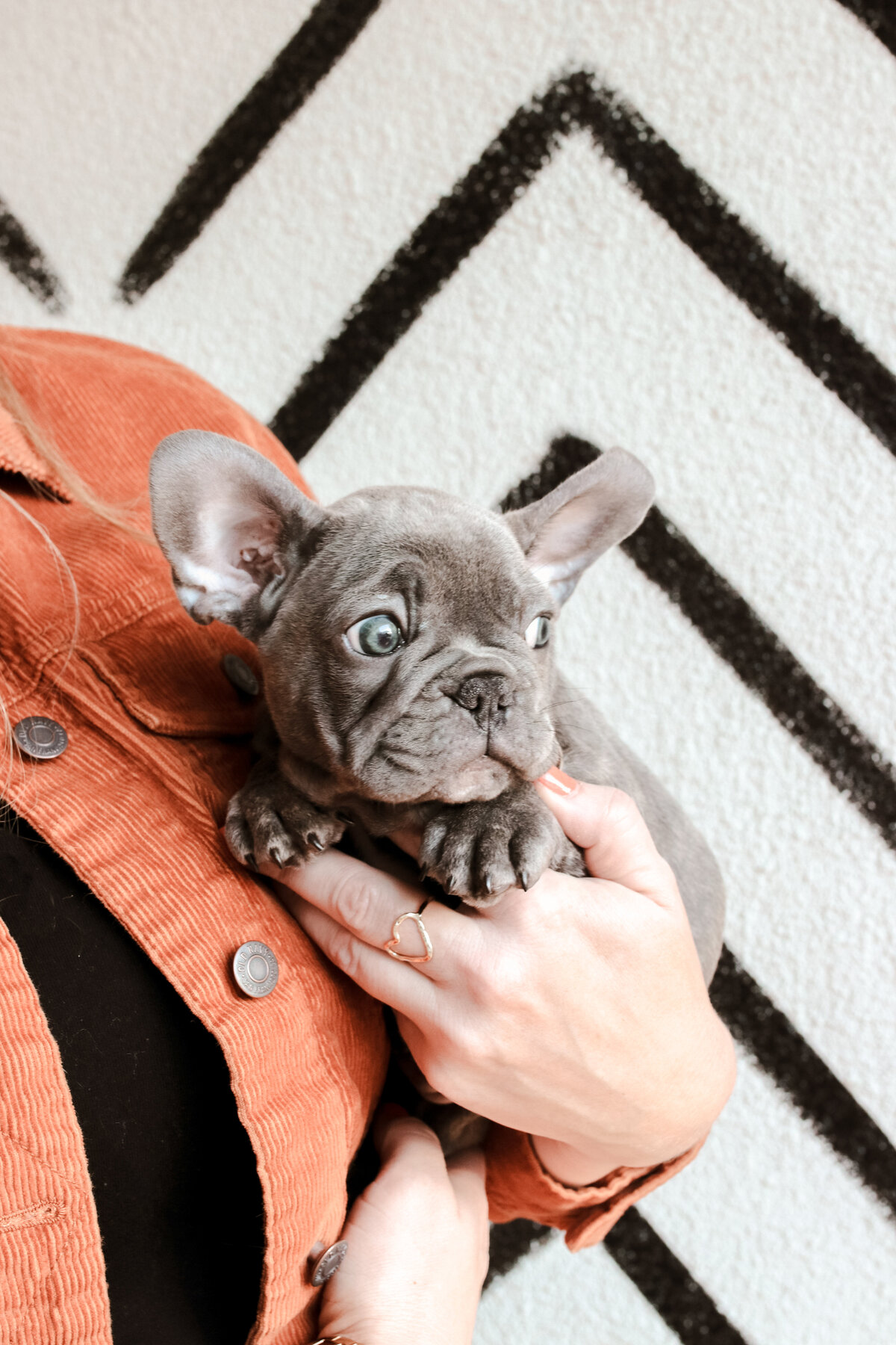 frenchie puppy on black and white background