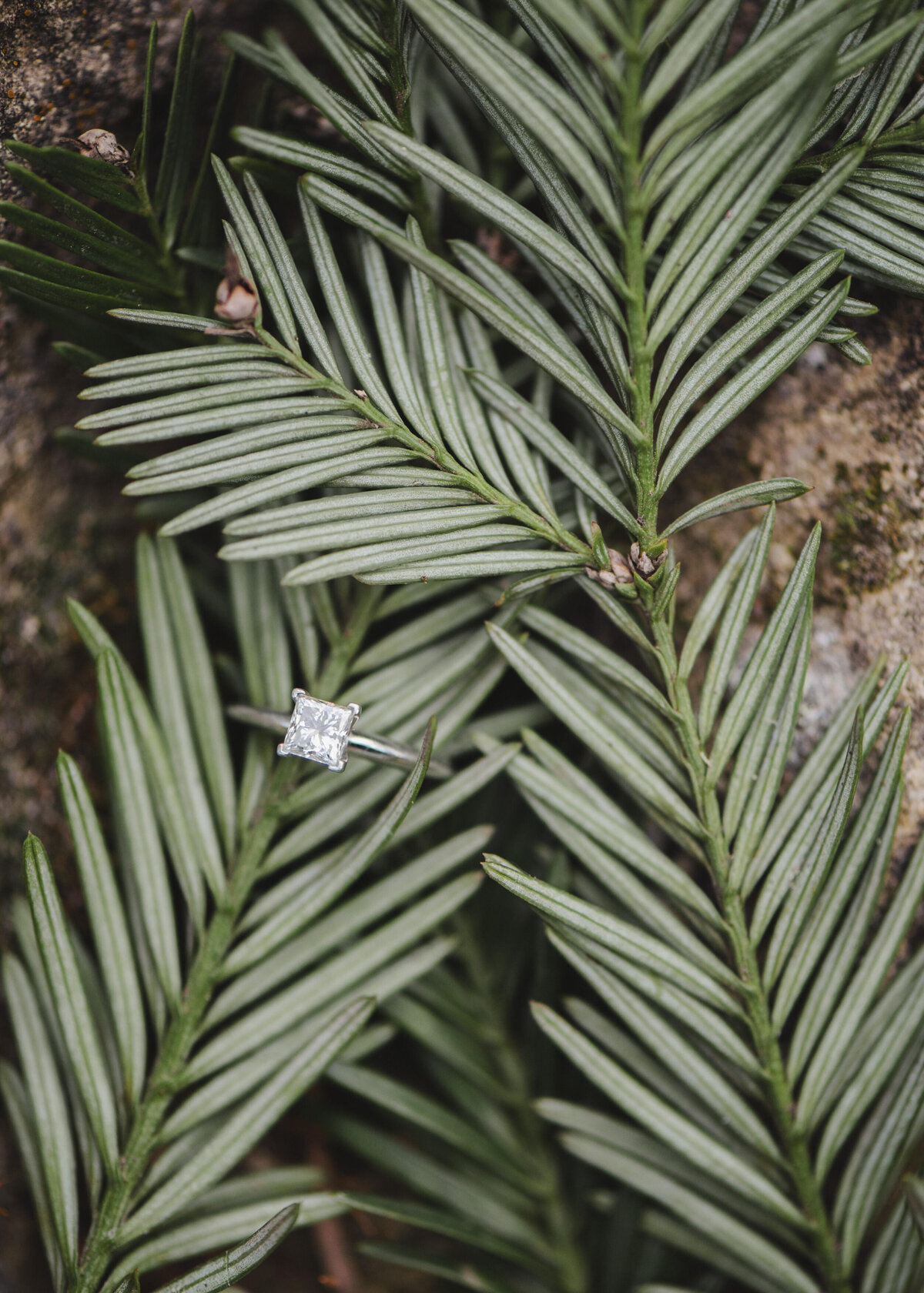 An engagement ring sits on a plant.