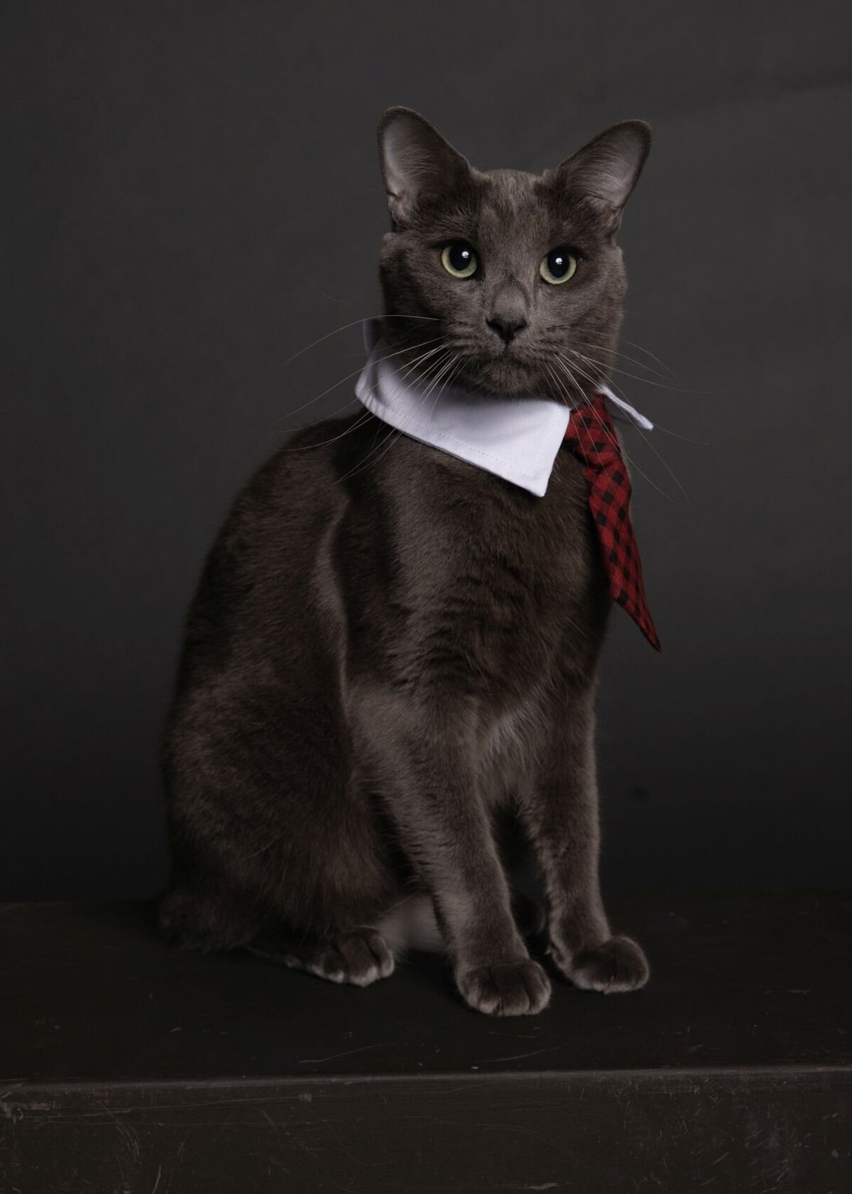 lilla-bordas-portraits-tampa-CAT-photographer1183