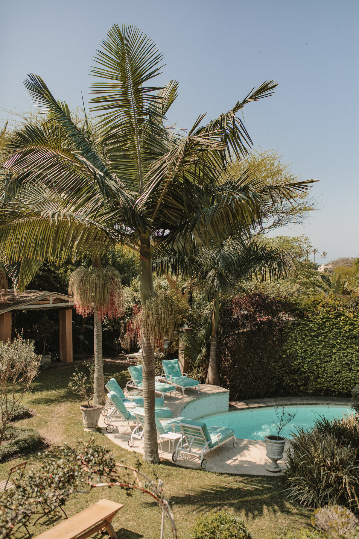 Palm trees with a blue swimming pool at a resort. 